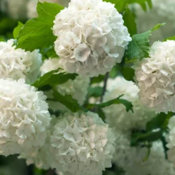 Schneeball ‘Roseum’ - Weiße Blütenkugeln im Mai