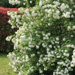 Schneeball ‘Roseum’ - Weiße Blütenkugeln im Mai