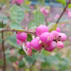 Schneebeere 'Sofie' - Beeren bis in den Winter