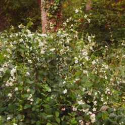 Schneebeere White Hedge - Weiße Beeren den Winter lang