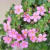 Schneeflockenblume rosa (Bacopa) - Rosa Blütenteppich sofort
