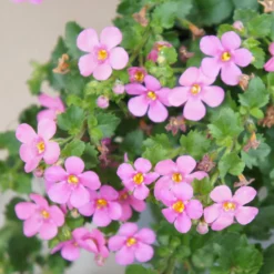 Schneeflockenblume rosa (Bacopa) - Rosa Blütenteppich sofort