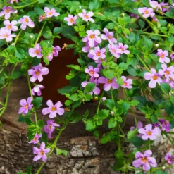 Schneeflockenblume rosa (Bacopa) - Rosa Blütenteppich sofort