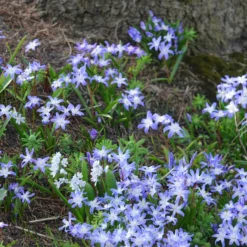 Schneeglanz ‘Forbesii’ (x20) - Blauer Frühling im Nu