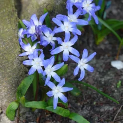 Schneeglanz ‘Forbesii’ (x20) - Blauer Frühling im Nu