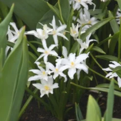 Schneeglanz Luciliae Alba (x20) - Weißer Blütenteppich im März