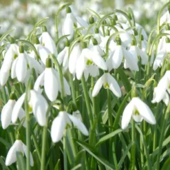 Schneeglöckchen (x25) - Der erste Frühlingsgruß