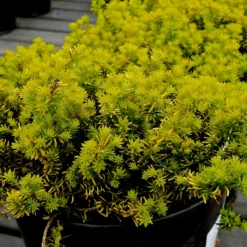 Schneeheide Golden Starlet - Blüten mitten im Winter