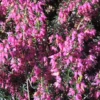 Schneeheide Springwood Pink - Blüten mitten im Winter