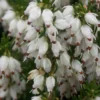 Schneeheide Springwood White - Blüten mitten im Winter