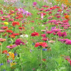 Schnittblumenmischung Saatgut - Sträuße direkt aus dem Beet