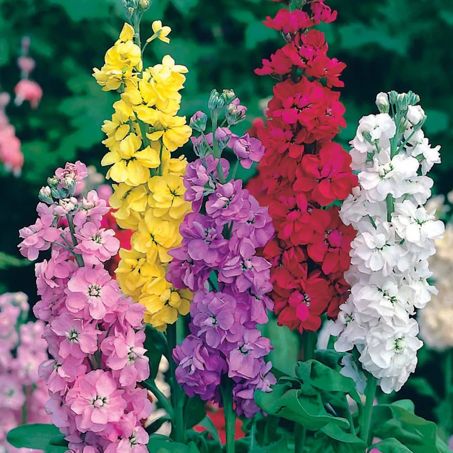 Schnittblumen-Saatgut Kollektion - Sträuße direkt aus dem Beet