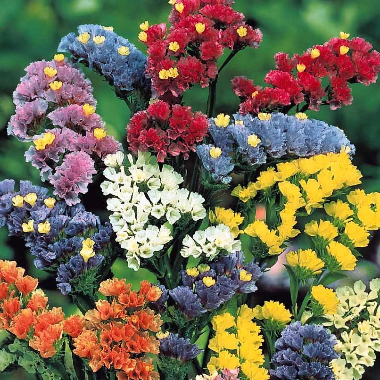 Schnittblumen-Saatgut Kollektion - Sträuße direkt aus dem Beet