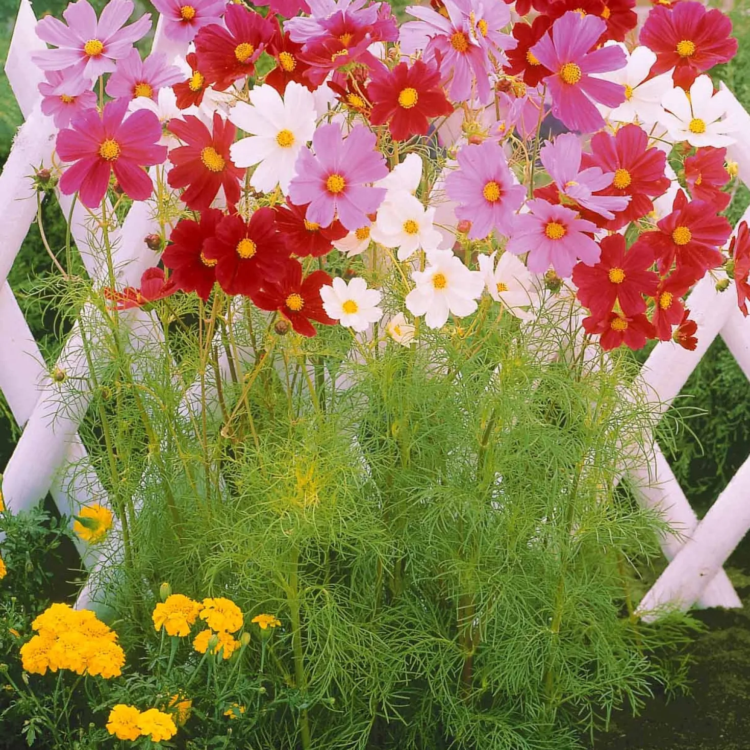 Schnittblumen-Saatgut Kollektion - Sträuße direkt aus dem Beet