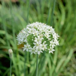 Schnittknoblauch - Milder Knoblauch zum Schneiden