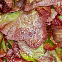 Schnittsalat Lollo Rossa BIO - Frische Blätter zum Pflücken