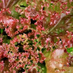 Schnittsalat Lollo Rossa BIO - Frische Blätter zum Pflücken