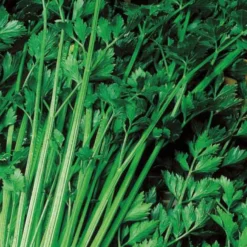 Schnittsellerie Bio - Frisches Aroma zum Pflücken
