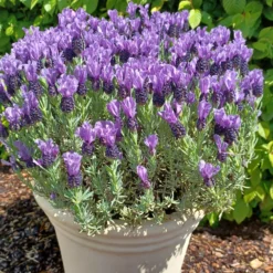 Schopflavendel MAGICAL® POSY PURPLE - Duftende Farbpracht im Topf