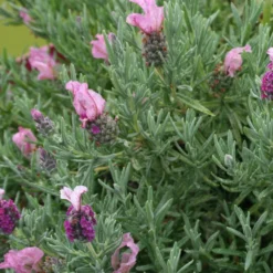 Schopflavendel MAGICAL® POSY PINK - Rosa Lavendel, sofort schön