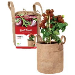 Schwarze Cherrytomaten-Set mit Dekosack & Erde - Naschtomaten frisch geerntet