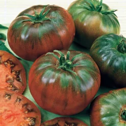 Schwarze Fleischtomate 'Noire Russe' - Dunkle Ernte voller Aroma