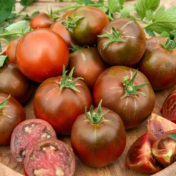Schwarze Fleischtomate 'Noire Russe' - Dunkle Ernte voller Aroma