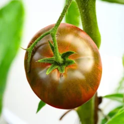 Schwarze Fleischtomate 'Noire Russe' - Dunkle Ernte voller Aroma