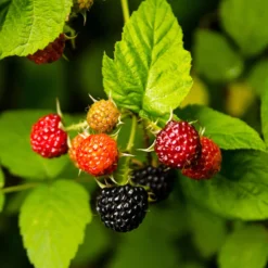Schwarze Himbeere - Dunkle Ernte, süßer Genuss