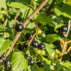Schwarze Johannisbeere Andega - Süße Ernte, kaum Pflege