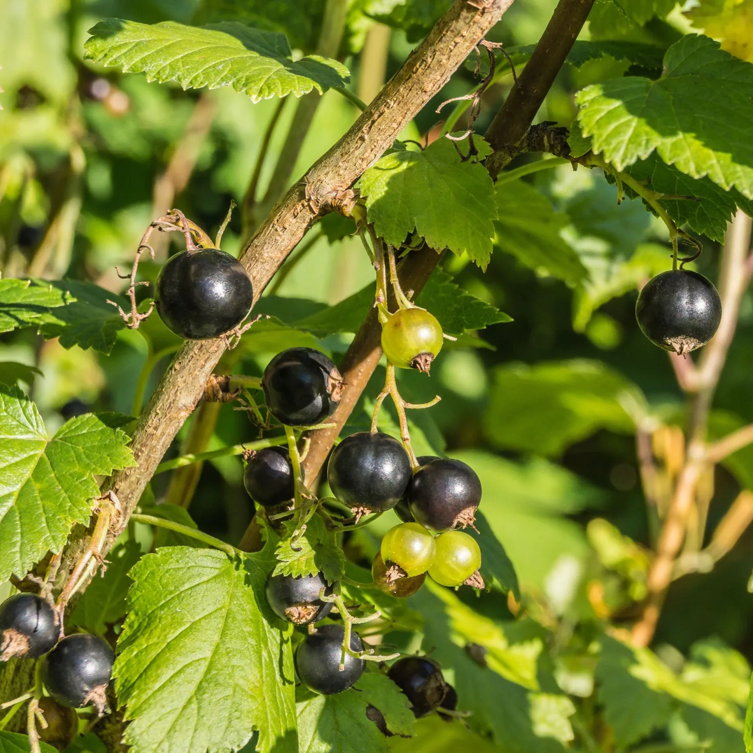 Schwarze Johannisbeere Andega - Süße Ernte, kaum Pflege