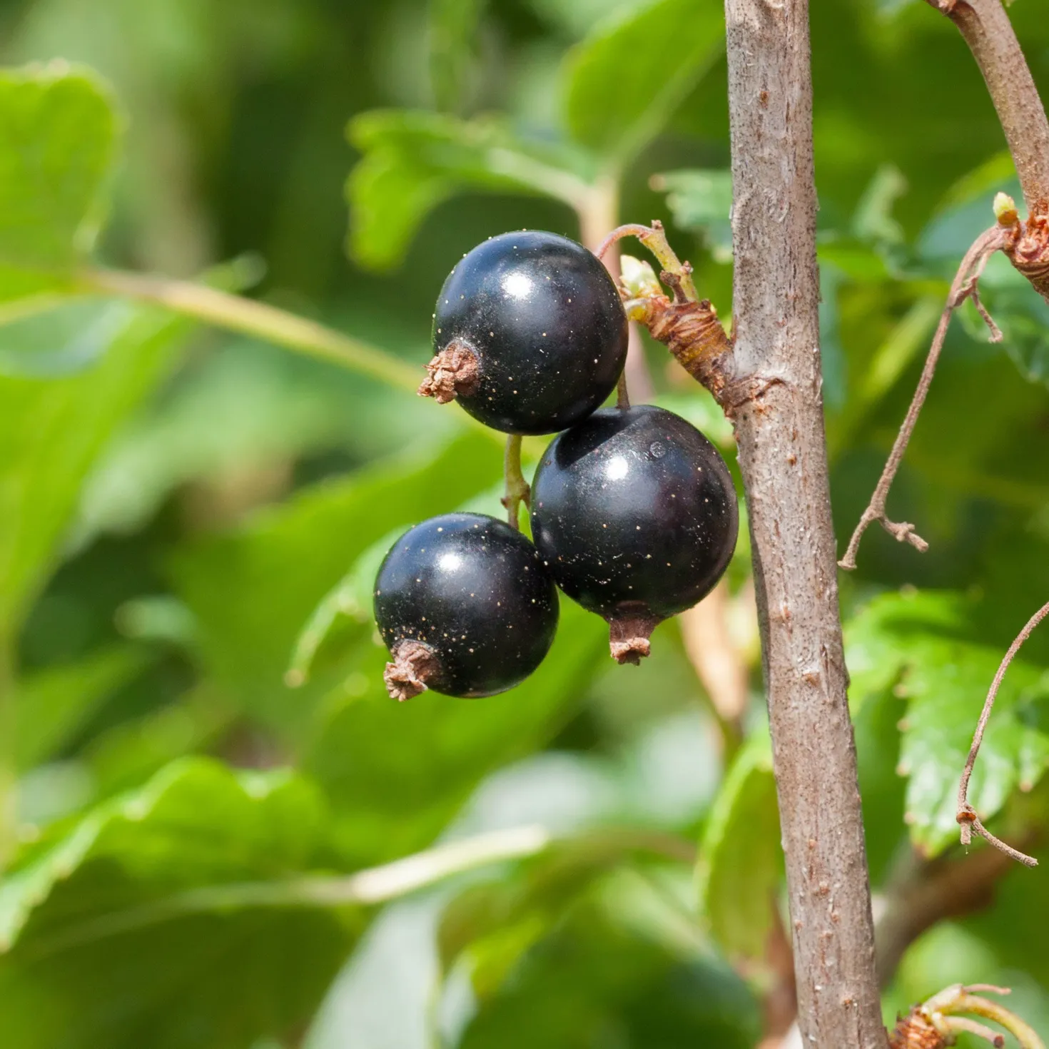 Schwarze Johannisbeere Andega - Süße Ernte, kaum Pflege
