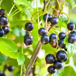 Schwarze Johannisbeere Andega - Süße Ernte, kaum Pflege