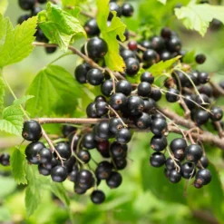 Schwarze Johannisbeere auf Stamm ‘Titania’ - Ernte auf Augenhöhe