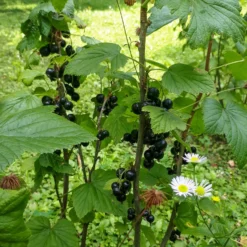 Schwarze Johannisbeere auf Stamm ‘Titania’ - Ernte auf Augenhöhe