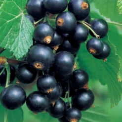 Schwarze Johannisbeere auf Stamm ‘Titania’ - Ernte auf Augenhöhe