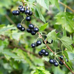Schwarze Johannisbeere auf Stamm ‘Titania’ - Ernte auf Augenhöhe