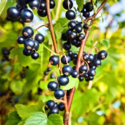 Schwarze Johannisbeere 'Ben Nevis' - Große Ernte, wenig Aufwand