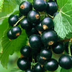 Schwarze Johannisbeere Titania - Robust und ertragreich