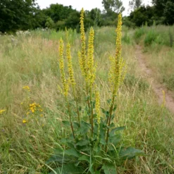 Schwarze Königskerze - Hohe Blüten für sonnige Beete