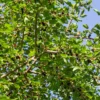 Schwarze Maulbeere - Süße Früchte direkt vom Baum