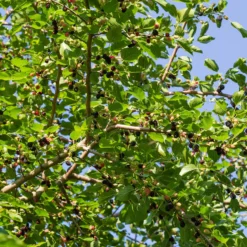 Schwarze Maulbeere - Süße Früchte direkt vom Baum