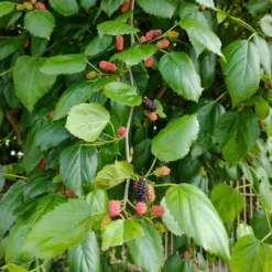 Schwarze Maulbeere - Süße Früchte direkt vom Baum