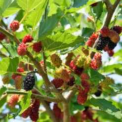Schwarze Maulbeere - Süße Früchte direkt vom Baum