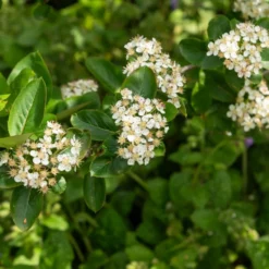 Schwarzfruchtige Apfelbeere Nero - Superbeeren aus dem Garten