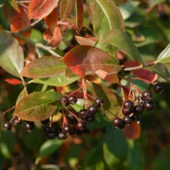Schwarzfruchtige Apfelbeere Nero - Superbeeren aus dem Garten