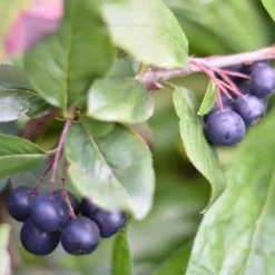 Schwarzfruchtige Apfelbeere Nero - Superbeeren aus dem Garten