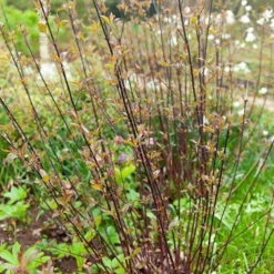 Schwarzholzhartriegel Kesselringii - Im Winter fällt er auf