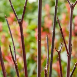 Schwarzholzhartriegel Kesselringii - Im Winter fällt er auf