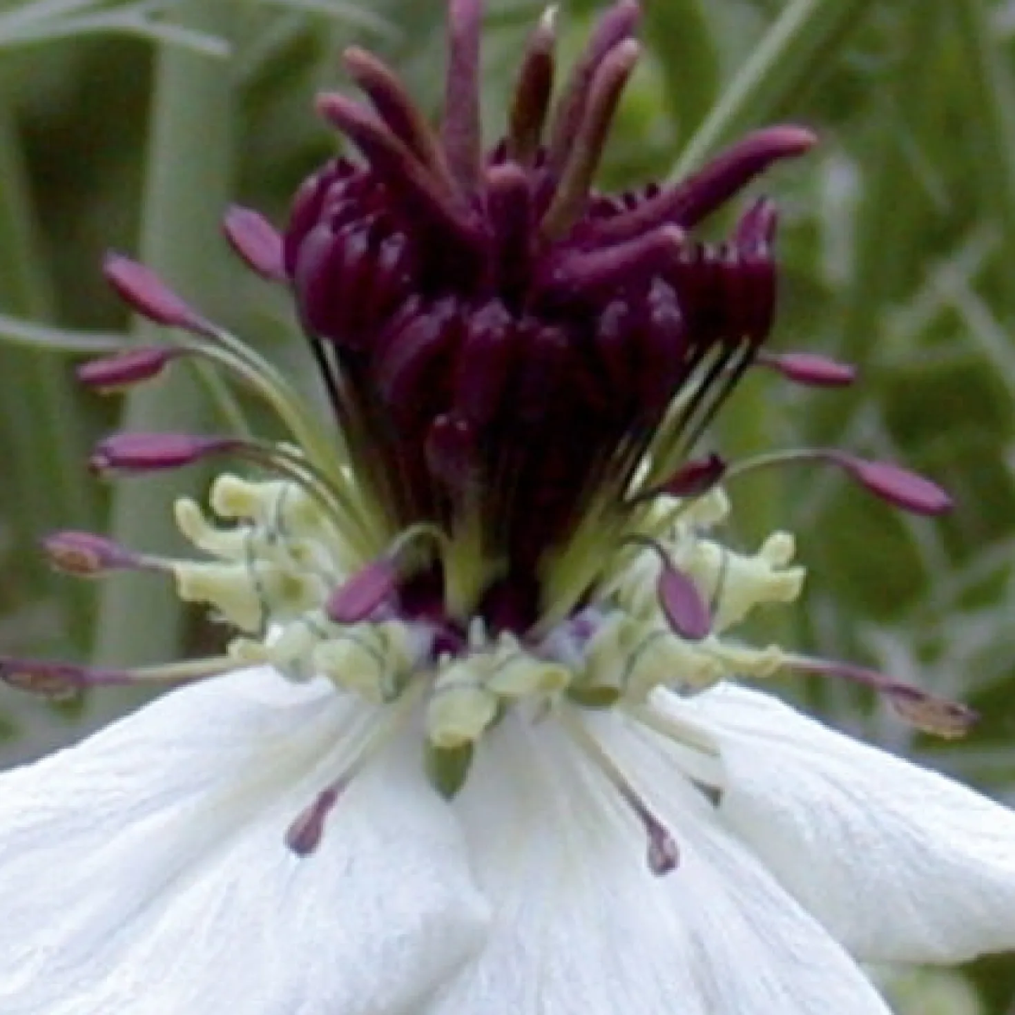 Schwarzkümmel ‘African Bride’ - Schnittblume mit Wow-Effekt